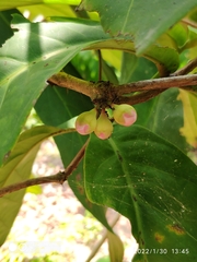 Syzygium formosum