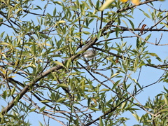 Polioptila caerulea