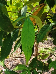 Syzygium formosum