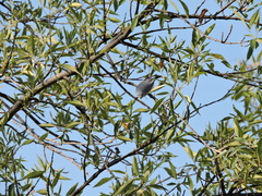 Polioptila caerulea