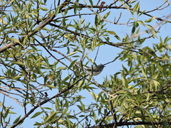 Polioptila caerulea