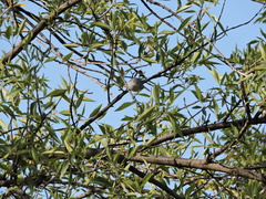 Polioptila caerulea