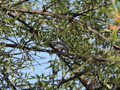 Polioptila caerulea