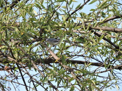 Polioptila caerulea