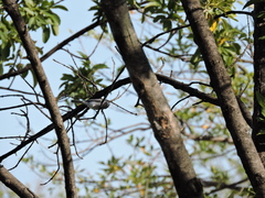 Polioptila caerulea