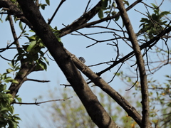 Polioptila caerulea