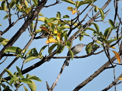 Polioptila caerulea