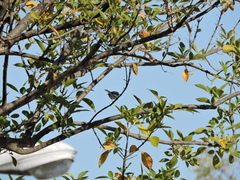 Polioptila caerulea