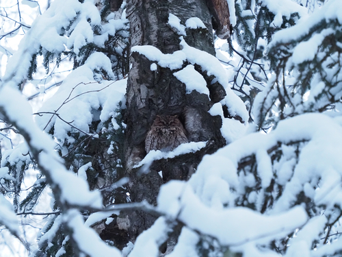 Western Screech-Owl photographed in Alaska