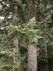 Abies amabilis
