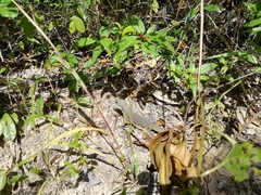 Leiolepis belliana