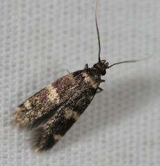 Oegoconia deauratella