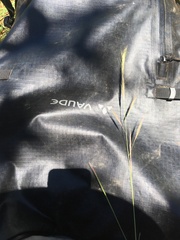 Aristida congesta barbicollis