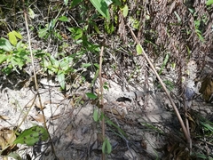 Leiolepis belliana
