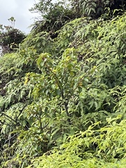 Perrottetia sandwicensis