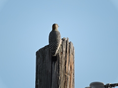 Melanerpes aurifrons