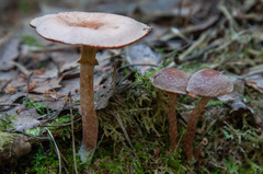 Tubaria confragosa