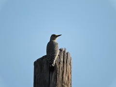 Melanerpes aurifrons
