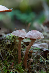 Tubaria confragosa