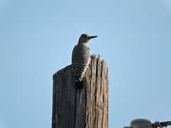 Melanerpes aurifrons