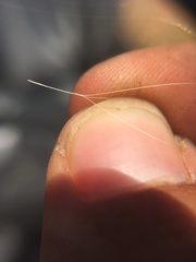 Aristida congesta barbicollis