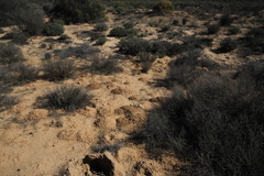 Cryptomys hottentotus