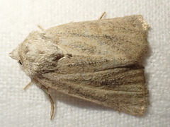 Photedes fluxa