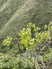 Cheirodendron platyphyllum