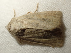 Photedes fluxa