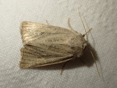 Photedes fluxa