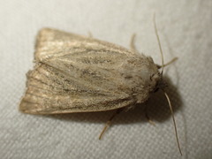Photedes fluxa