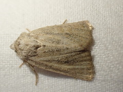 Photedes fluxa