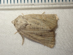Photedes fluxa