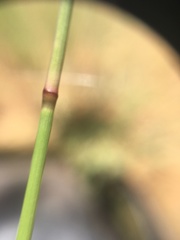 Aristida congesta barbicollis