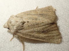 Photedes fluxa