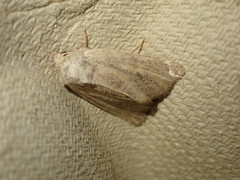 Photedes fluxa