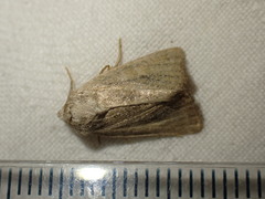 Photedes fluxa