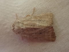 Photedes fluxa