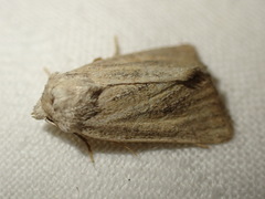 Photedes fluxa
