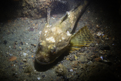 Myoxocephalus octodecemspinosus