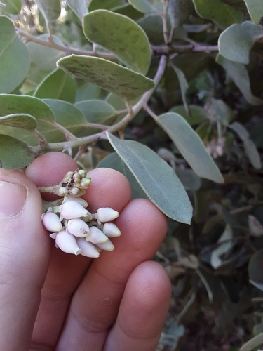 Hoary Manzanita
