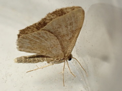 Euchoeca nebulata