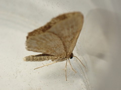 Euchoeca nebulata