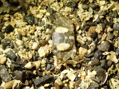 Gaetice depressus