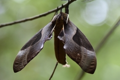 Coequosa triangularis