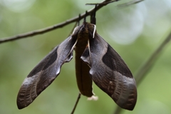 Coequosa triangularis
