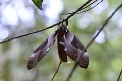 Coequosa triangularis