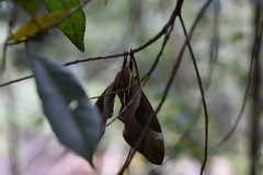 Coequosa triangularis