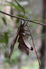 Coequosa triangularis