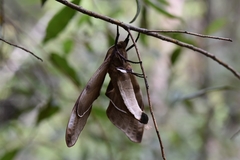 Coequosa triangularis